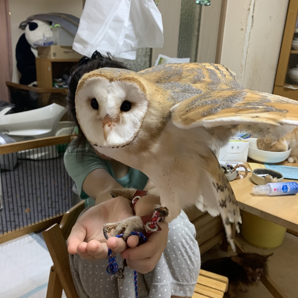 キュウキュウのカバー写真