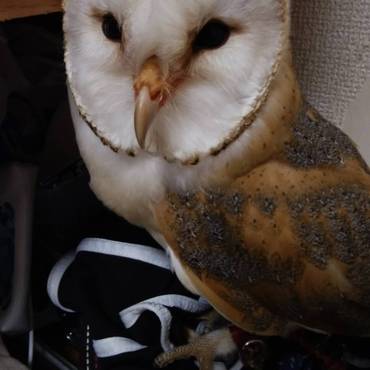 キュウキュウの写真