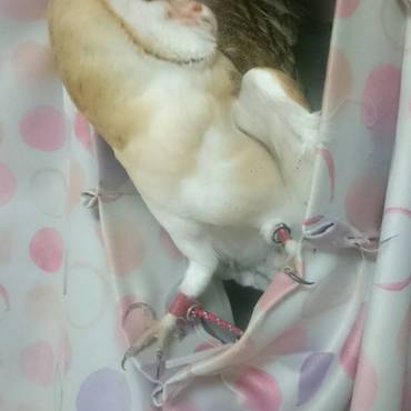 キュウキュウの写真