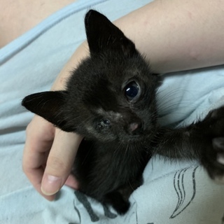 可愛い黒猫ちゃん♪