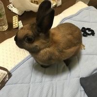 りゃん