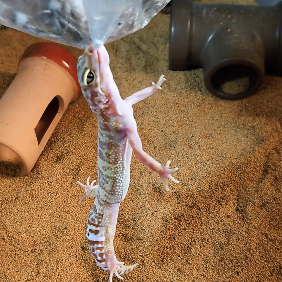 加賀のカバー写真