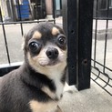 チワワのグランド君