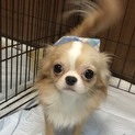 チワワのジジ君