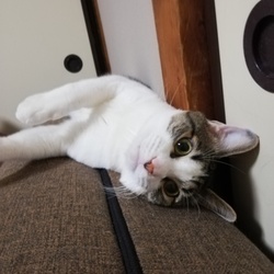 おちょけ　さん