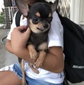チワワのトオリ君
