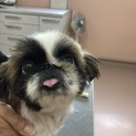 ペキニーズのチロルちゃん