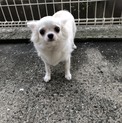 チワワのノンちゃん