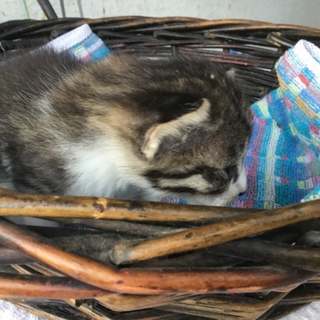 終生飼える方求む