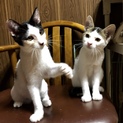 キョンキョンも❗️おとなしく飼いやすい仔猫兄妹です