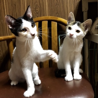 キョンキョンも❗️おとなしく飼いやすい仔猫兄妹です