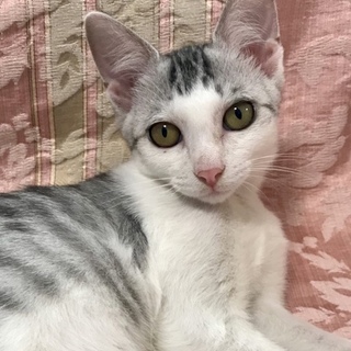 穏やかな美猫の…銀ちゃん3ヶ月半