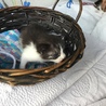終生飼える方求む サムネイル3