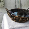 終生飼える方求む サムネイル5