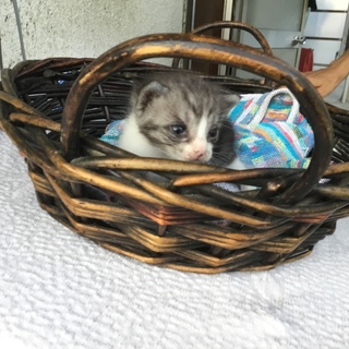 終生飼える方求む