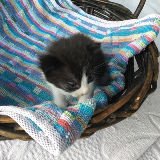 終生飼える方求む