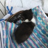 終生飼える方求む サムネイル3
