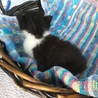 終生飼える方求む サムネイル4