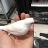 あまのまる さん