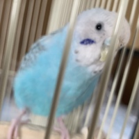 ピコ
