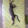 の写真