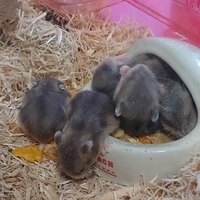 ジャンガリアン