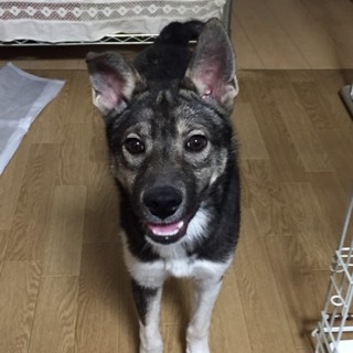 クロちゃん一旦停止中です。
