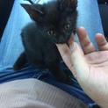 生後約1ヶ月半の黒猫