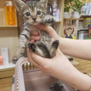 コロコロ可愛い❤️にこた君