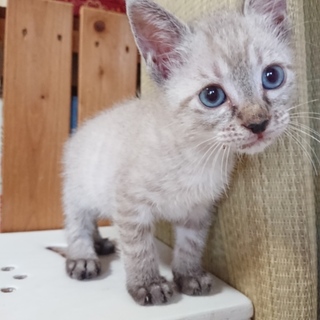小柄で甘えん坊❤️ペンギン君