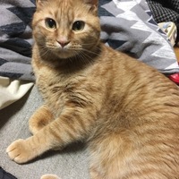 ガブ