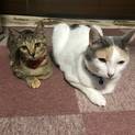 2匹での里親募集です