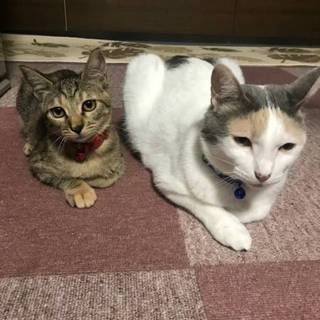 2匹での里親募集です