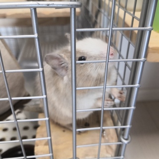 里親募集デグーパイド