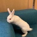 雪ウサギ ベビー