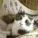 市川市より　長毛パステルとっても可愛い子です♪