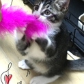 市川市より　人も猫も大好きな可愛い男の子♪
