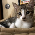 約3カ月位のキジトラ白の子猫