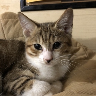 約3ヶ月位のキジトラ白の子猫