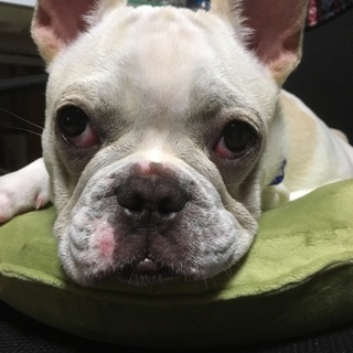 フレブルと暮らしてくださる方募集