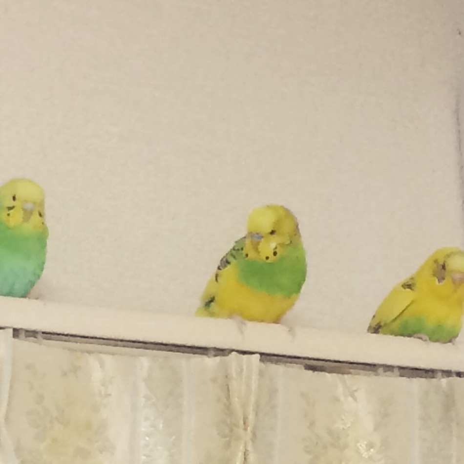 ミントのカバー写真
