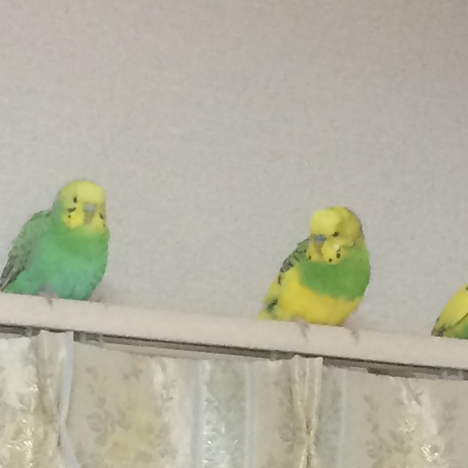 ラムのカバー写真