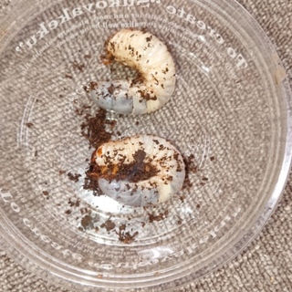 カブトムシ幼虫