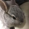灰色の仔ウサギ