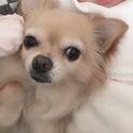 寂しがり屋のチワワ♀