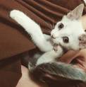 子猫の里親様募集しています。