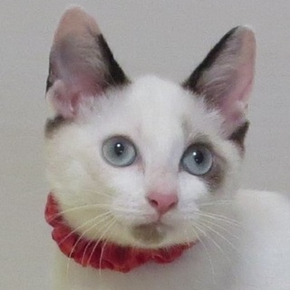 9/22銀座★しほりちゃん★修行中ですが綺麗な子