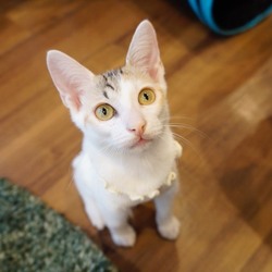 ＊子猫20匹以上〜譲渡会＊一時預かりボランティアさん募集説明会