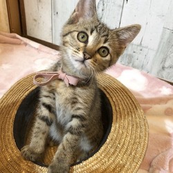 ＊幸せ探しのネコ譲渡会＊子猫＊