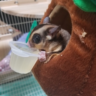 フクロモモンガペア里親募集！